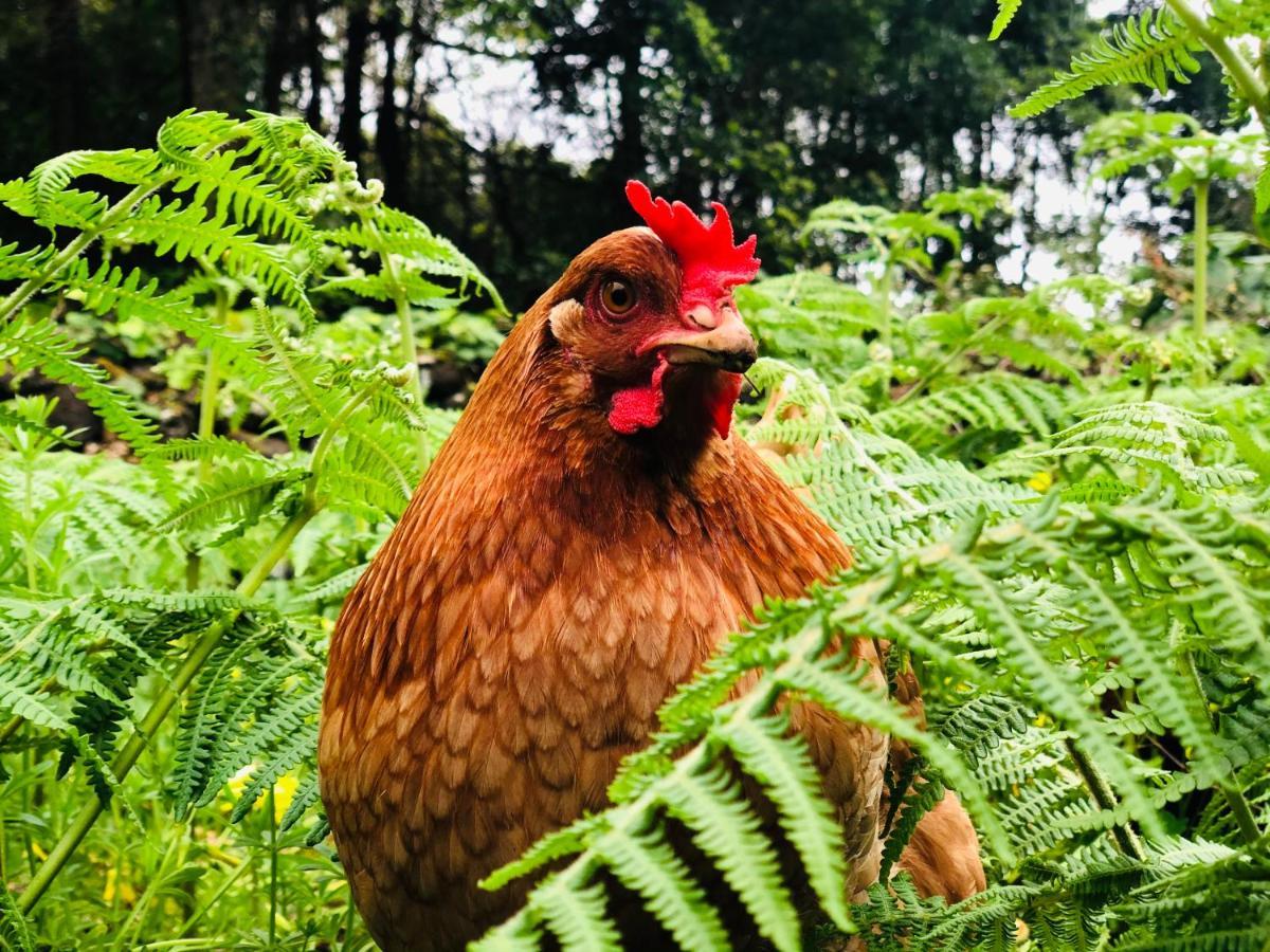 Quinta Pereirinha Farm - A Private 3 Bedroom Vacation Home, Close To Hiking W Ocean Views - Pico Island, Azores São Roque do Pico Extérieur photo